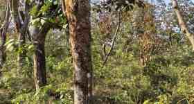 海南儋州市海胶集团西联分公司新盈片区东田队21.41亩胶园林下农业土地出租