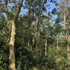 海南儋州市海胶集团西联分公司新盈片区新春队19.03亩胶园林下农业土地出租