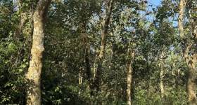 海南儋州市海胶集团西联分公司新盈片区新春队19.03亩胶园林下农业土地出租