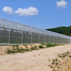 保亭黎族苗族自治县什玲镇巡亲村委会5亩蔬菜大棚出租