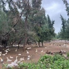 省直辖县澄迈县永发镇澄迈衍旭种养专业合作社2026年福鹅生物性资产预售项目