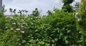 海南海口市琼山区金鸡岭分公司红明片原47队169.8亩土地出租