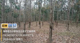 海南省直辖县白沙黎族自治县白沙分公司82.42亩开割胶园林下土地出租
