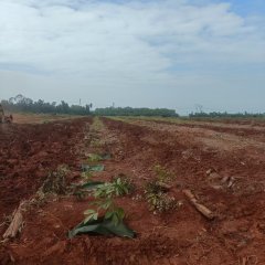 海南儋州市海胶集团西联分公司新盈片区江花队95.55亩胶园林下农业土地出租