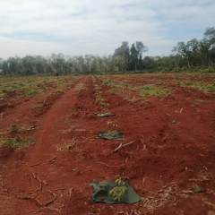 海南儋州市海胶集团西联分公司新盈片区江花、新兴队322.53亩胶园林下农业土地出租