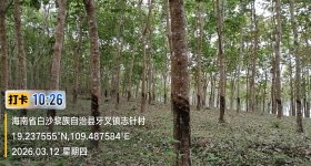 海南省直辖县白沙黎族自治县白沙分公司299.19亩开割胶园林下土地出租