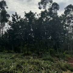 海南儋州市海胶集团西联分公司新盈片区新宝队211.84亩胶园林下农业土地出租