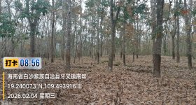 海南省直辖县白沙黎族自治县白沙分公司97.73亩开割胶园林下土地出租