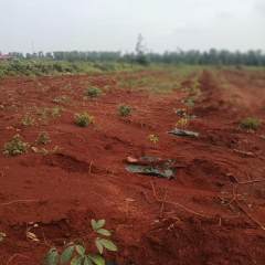 海南儋州市海胶集团西联分公司新盈片区新兴队325.59亩胶园林下农业土地出租