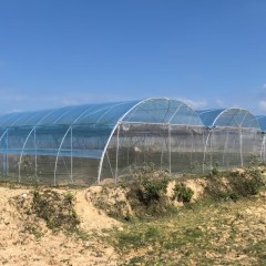 海南省直辖县定安县雷鸣镇同仁村应急保供蔬菜大棚基地大棚面积70.7亩简易棚出租