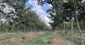 海南省直辖县琼中黎族苗族自治县海胶集团阳江分公司阳江8队812.93亩胶园林下农业土地出租