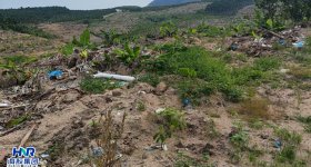 海南省直辖县乐东黎族自治县山荣农场19队295.54亩橡胶中小苗林下农业土地出租	