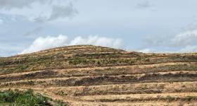 海南省直辖县乐东黎族自治县乐光农场16队287.41亩橡胶中小苗林下农业土地出租