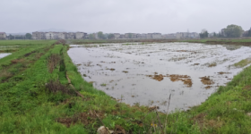 丰城市淘沙镇埠下村委会水田