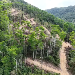 省直辖县保亭黎族苗族自治县新政镇南改村11.20公顷（168亩）国有林地流转