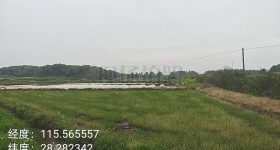 丰城市董家镇金塘村委会水田