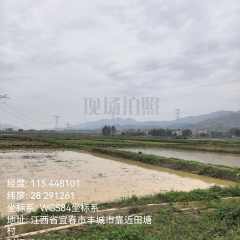 丰城市董家镇田塘村委会水田