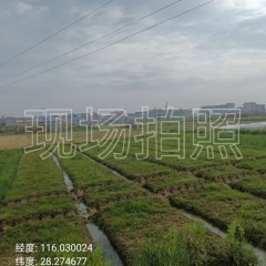 丰城市袁渡镇珊湖村委会水田