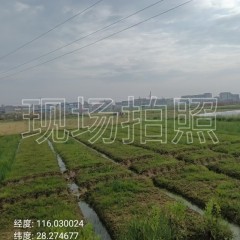 丰城市袁渡镇珊湖村委会水田