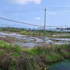 丰城市荷湖乡新泽村委会水田