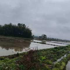 丰城市荷湖乡车草村委会水田