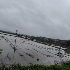 丰城市荷湖乡车草村委会水田