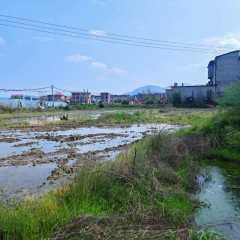 丰城市荷湖乡新泽村委会水田