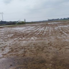 丰城市石滩镇巷里村委会水田