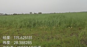 丰城市隍城镇高楼村委会水田