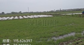 丰城市隍城镇高楼村委会水田