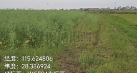 丰城市隍城镇高楼村委会水田