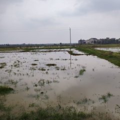 丰城市石滩镇巷里村委会水田