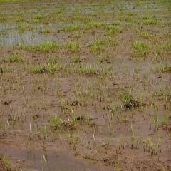 丰城市石滩镇陈家村委会水田