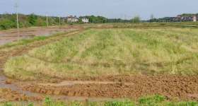 丰城市荷湖乡山背村委会水田