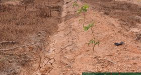 海南儋州市海胶集团八一分公司东山1队284.5亩胶园林下土地出租