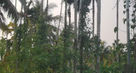 海南省直辖县万宁市兴隆华侨农场48队2.85亩用地租赁项目