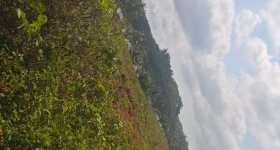 海南省直辖县琼海市长坡镇伍园村委会昌文岭村小组13.5亩集体闲置地出租