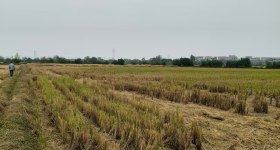 丰城市石滩镇陈家村委会水田