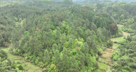 怀化市会同县广坪镇广坪镇约461立方米松树林所有权转让