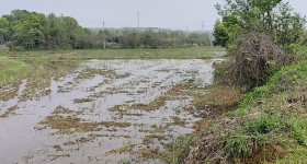 丰城市石滩镇裴家村委会水田