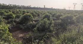 临高县临城镇吾鲁村委会吾鲁村136.11亩集体土地发包