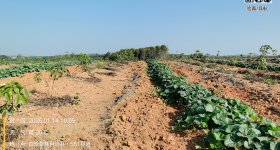 海南省直辖县白沙黎族自治县海胶集团龙江分公司珠碧江3队277.54亩胶园林下农业土地出租