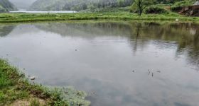 德兴市银城街道天门山居民委员会天门山居4亩莲藕|、鳝鱼养殖塘出租