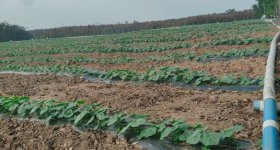 海南省直辖县白沙黎族自治县海胶集团龙江分公司长龙21队334.92亩胶园林下农业土地出租