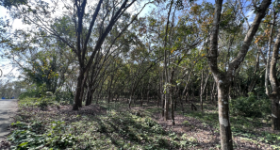 海南省直辖县万宁市兴隆华侨农场兴园路 23.45 亩用地租赁项目