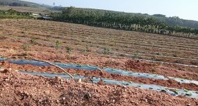 海南省直辖县白沙黎族自治县海胶集团龙江分公司珠碧江9队305.92亩胶园林下农业土地出租