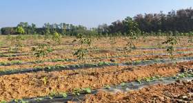 海南省直辖县白沙黎族自治县海胶集团龙江分公司茶山25、26队292.98亩胶园林下农业土地出租