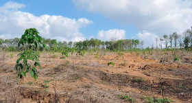 海南省直辖县白沙黎族自治县海胶邦溪分公司芙蓉田片区12队148.2亩胶园林下农业土地出租