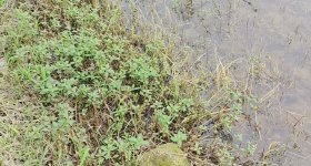 丰城市荣塘镇荣塘村委会水田