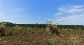 海南儋州市排浦镇昌王村委会头峰村莉凸地150.2651亩集体土地（林地）发包